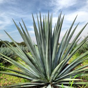 Agave tequiliana